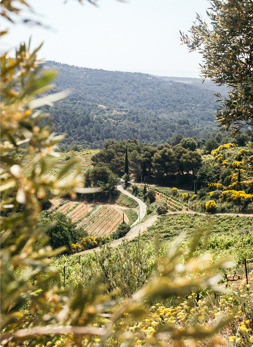 Domaine de Piéblanc - Petite Abeille Blanc 2024